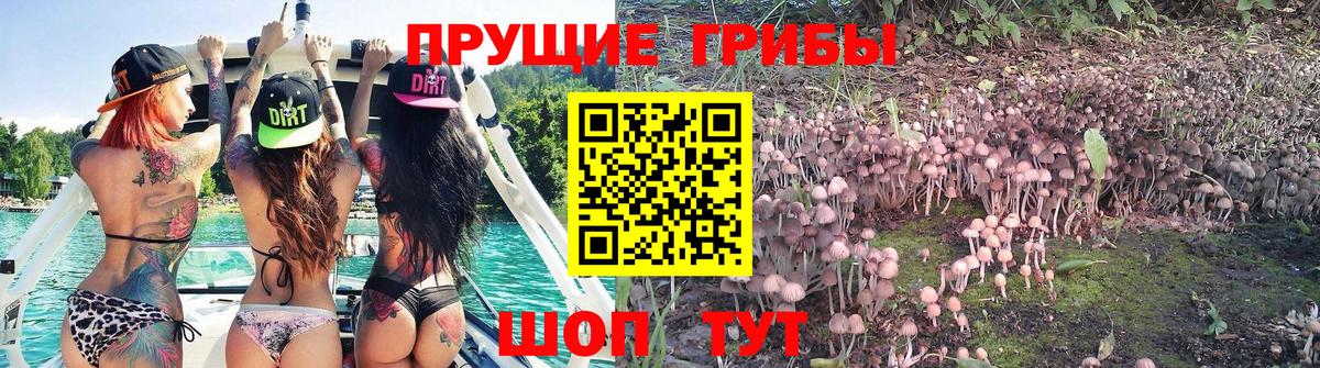 Галлюциногенные грибы Cubensis Нововоронеж